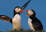 Roblox ornithologist club