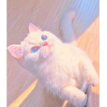 Mallorys cats