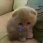 Limon