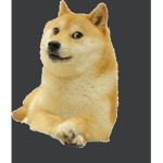 Im Just Adopt Dog