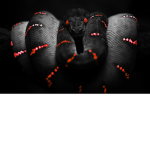 Snakes nite