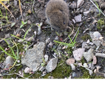 mouse ;)