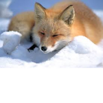Kitsune Development Studios