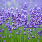 ~ + lavender § clan + ~