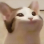 Official CatPlays Group