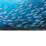 Flat fishy’s