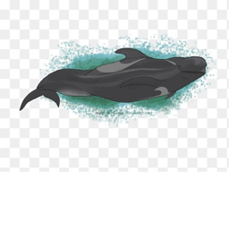 Pilot whale stadium