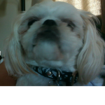 Shih Tzu Team