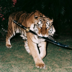 The Tiger Official