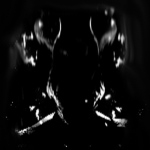 Vlatorus