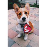 Corgi Tea Party
