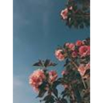 -roses-