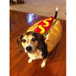 Hot Hotdog Gang