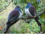 Pigeons are nice