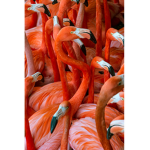 Flamingo Fan Club!!