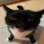 galactic pap cat syndicate