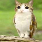 Kittiedd