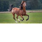 Horses Unite