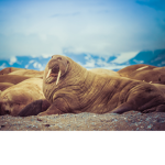 Da Walrus Family