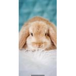 Bunny tricks