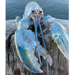 Blue Lobster Fan Club
