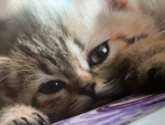Thekittensqaud