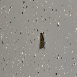 Dejn1503