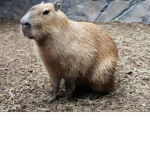 ~ Capybara <3 ~