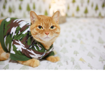 - The kitty nation -