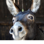 {Donkey Clan}