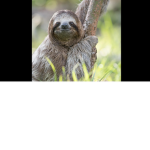 The Sloth Family {sloth club <3}