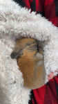 bunnies !!!!