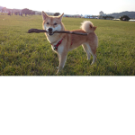 The Fetch Group