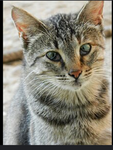 KIT CAT MEOW!
