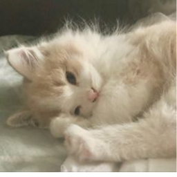 ♡