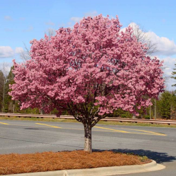 New Cherry Blossom Hangout