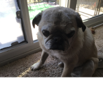 Power Pugs