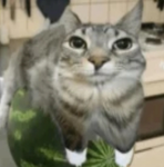 WaterMelonCat gang