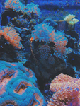 Isle's Colorful reef [WCUE]