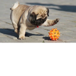 The Tiny Pug Society