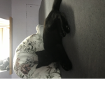 Lullewollu