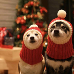 Dog and cat fans