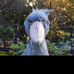 Shoebill Ville (Legacy)