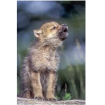 Wolf puppy’s