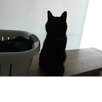 BLACK CATS RULEEE!
