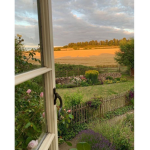 marigld