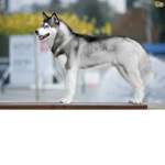 THE HUSKY SQUAD :D