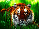 Tiger's untied
