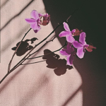 ｏｒｃｈｉｄ＇ｓ ｐａｔｃｈ