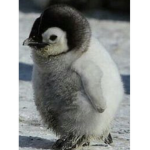 My penguin family